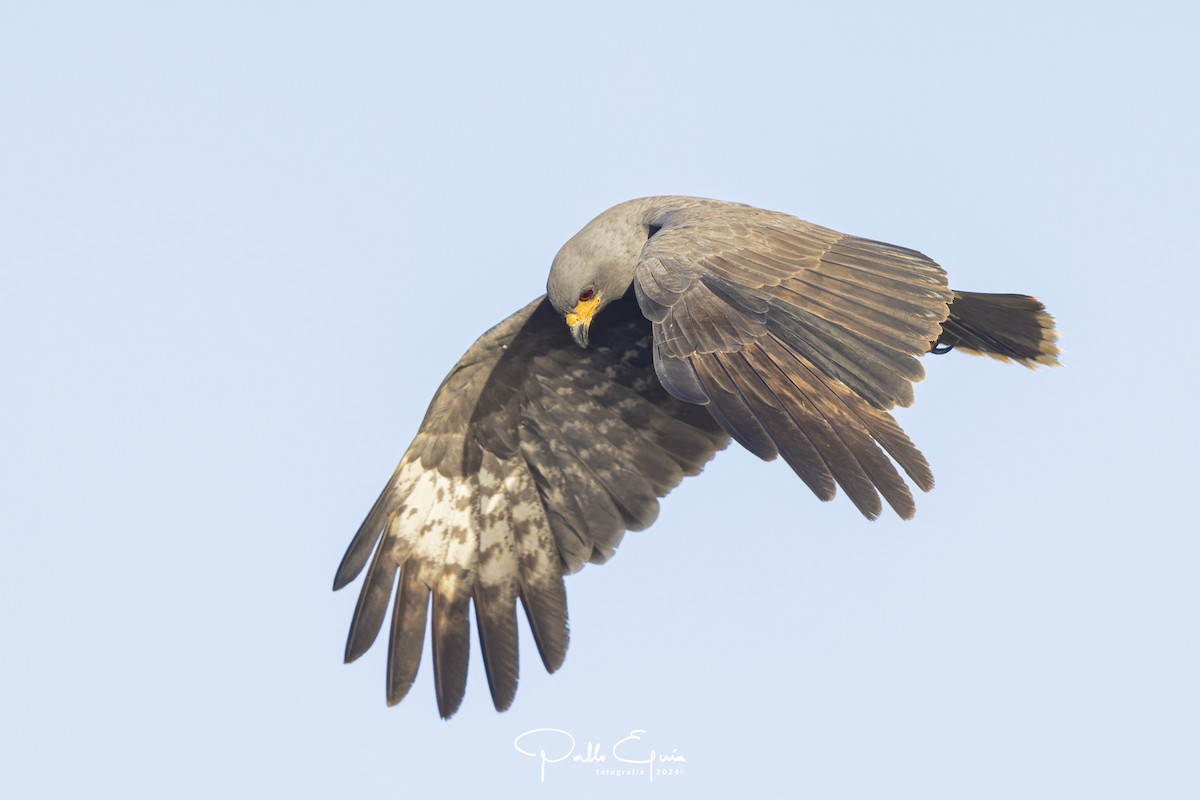 Snail Kite - ML621716018