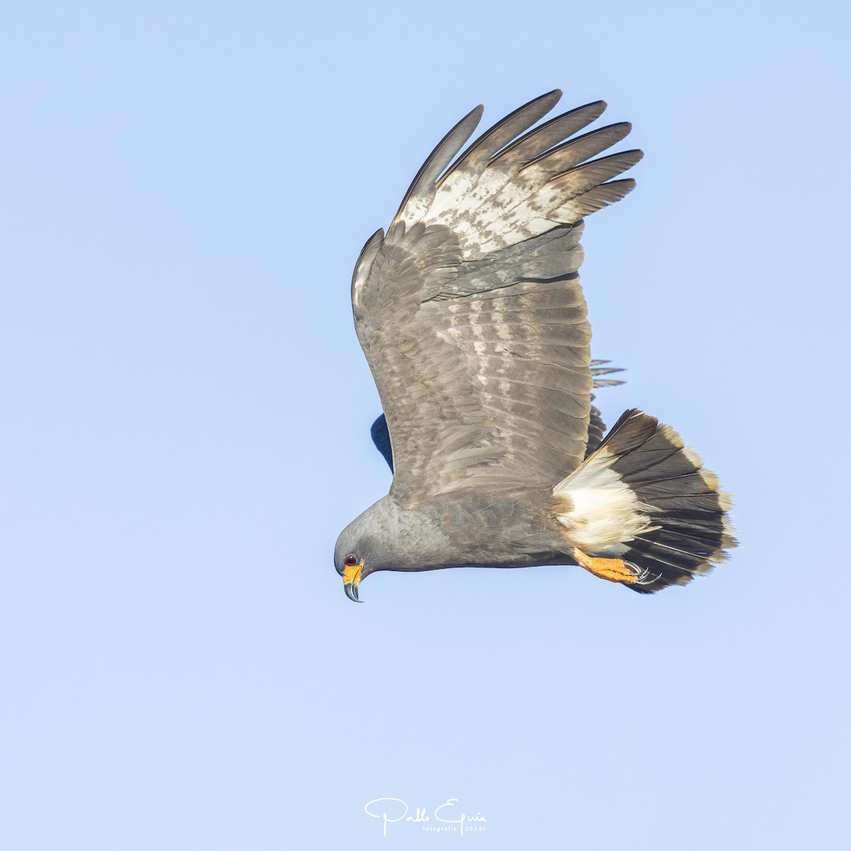 Snail Kite - ML621716020