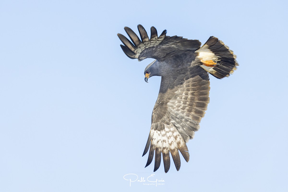 Snail Kite - ML621716021