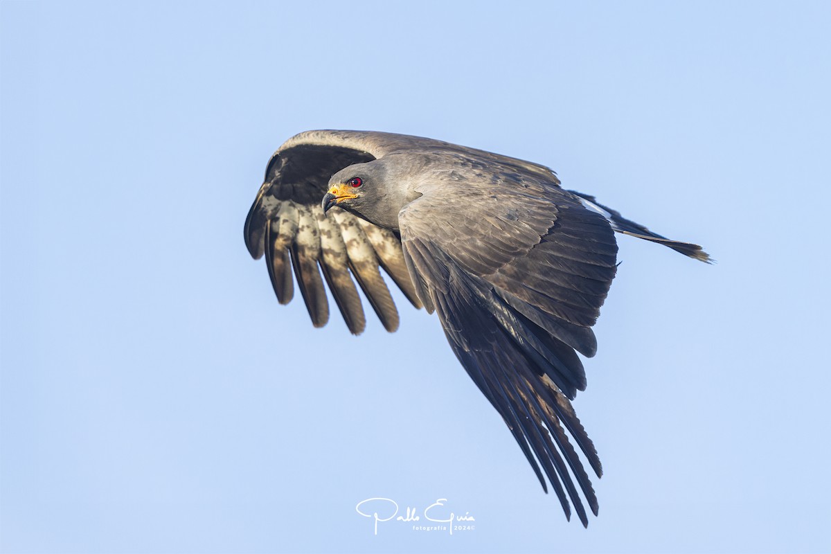 Snail Kite - ML621716022