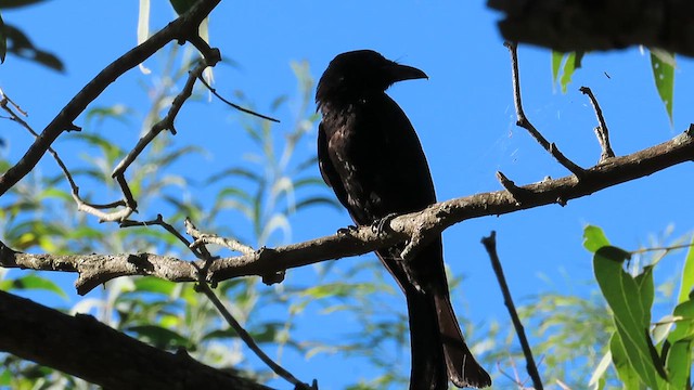 Spangled Drongo - ML621716024