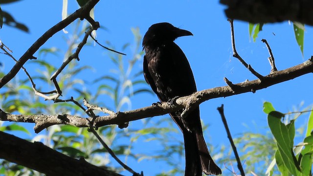 Drongo Escamoso - ML621716024