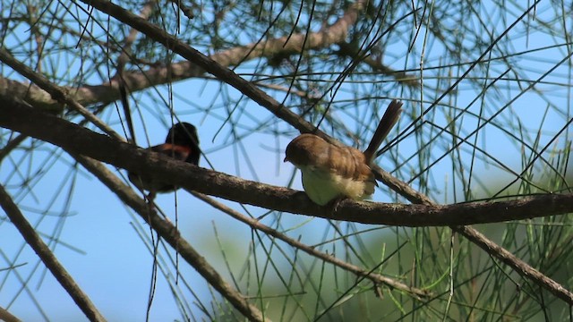 Red-backed Fairywren - ML621716113