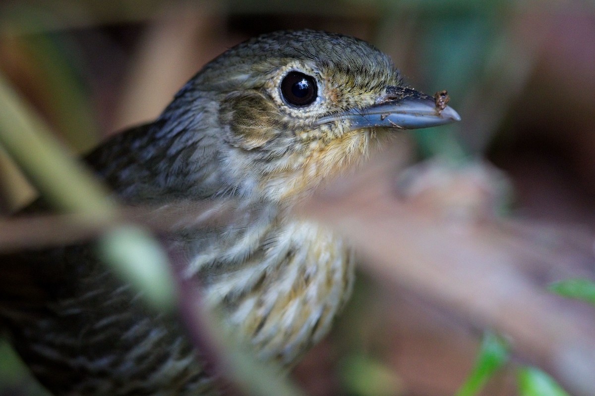 Santa Marta Antpitta - ML621716127