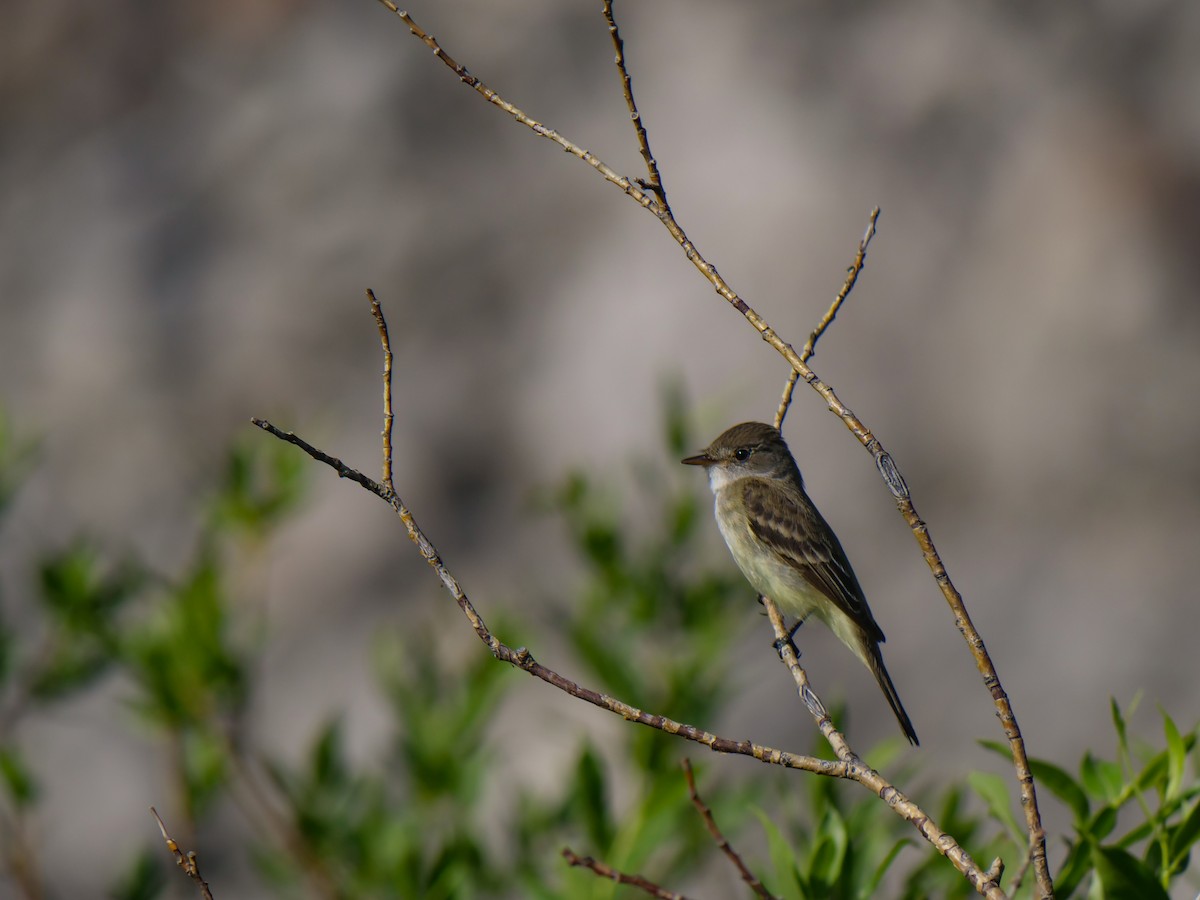Willow Flycatcher - ML621716163