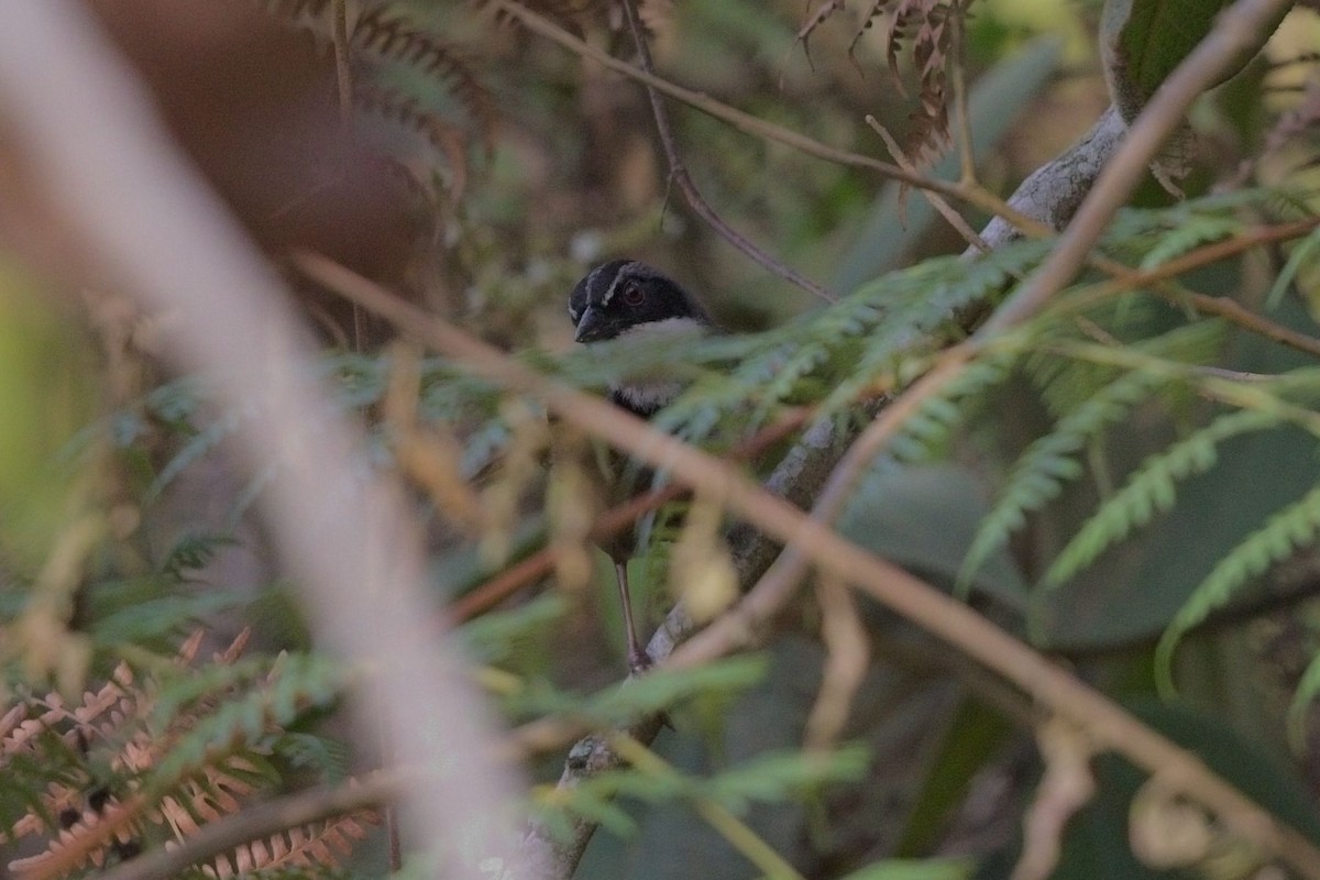 Sierra Nevada Brushfinch - ML621716166