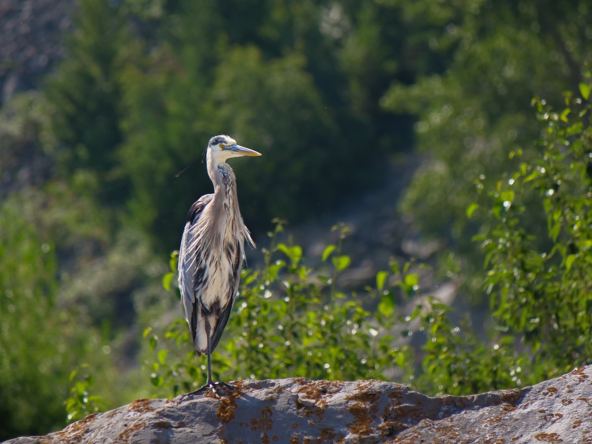 Great Blue Heron - ML621716218