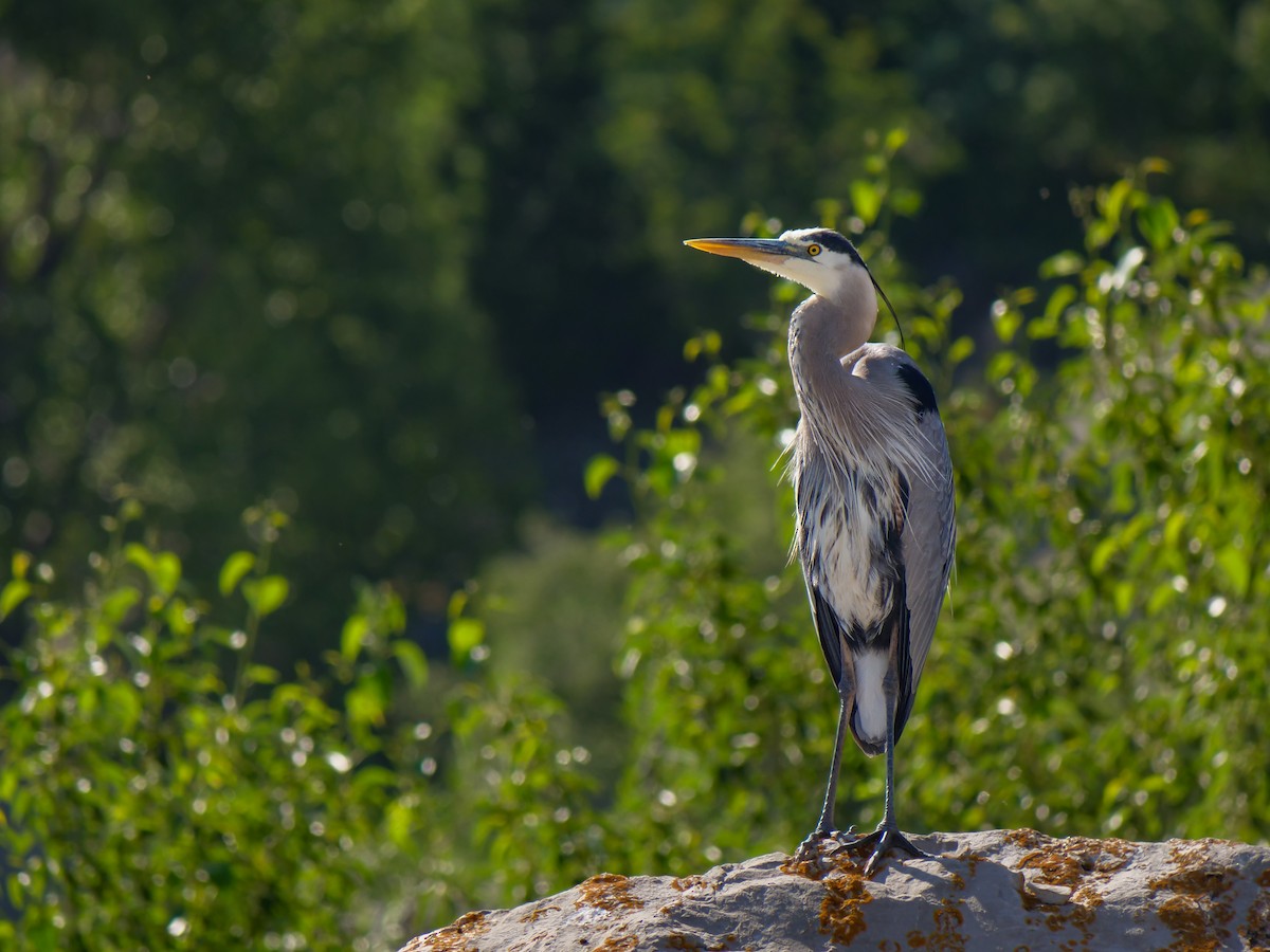 Great Blue Heron - ML621716219