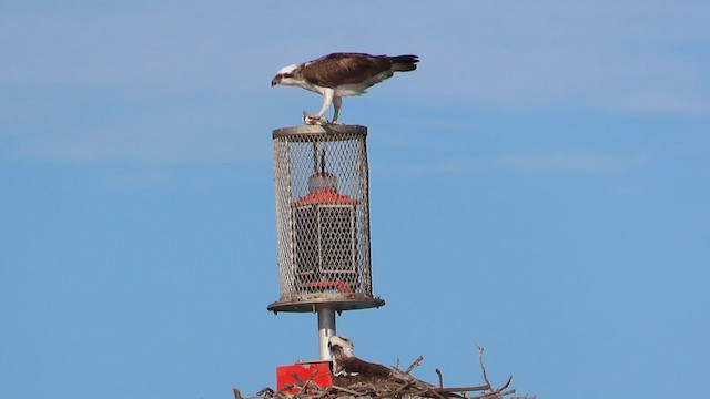 Balbuzard pêcheur - ML621716270