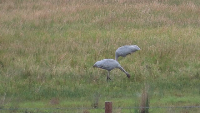 Grulla Brolga - ML621716302