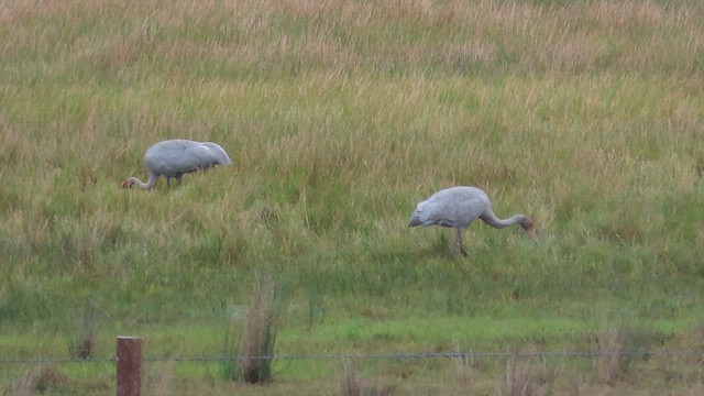 Grulla Brolga - ML621716303