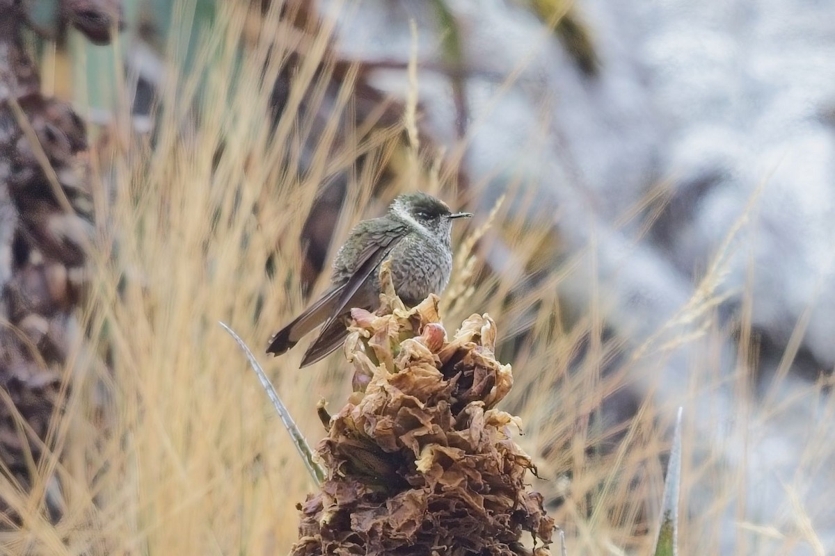 Blue-bearded Helmetcrest - ML621716324