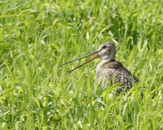 Marbled Godwit - ML621716335