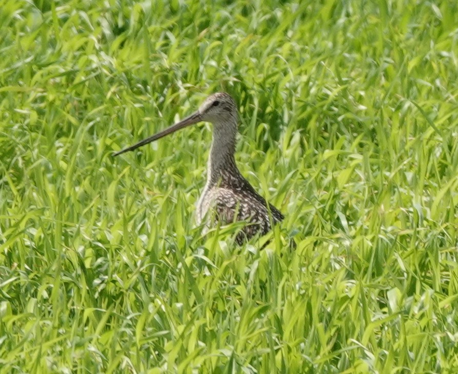 Marbled Godwit - ML621716336