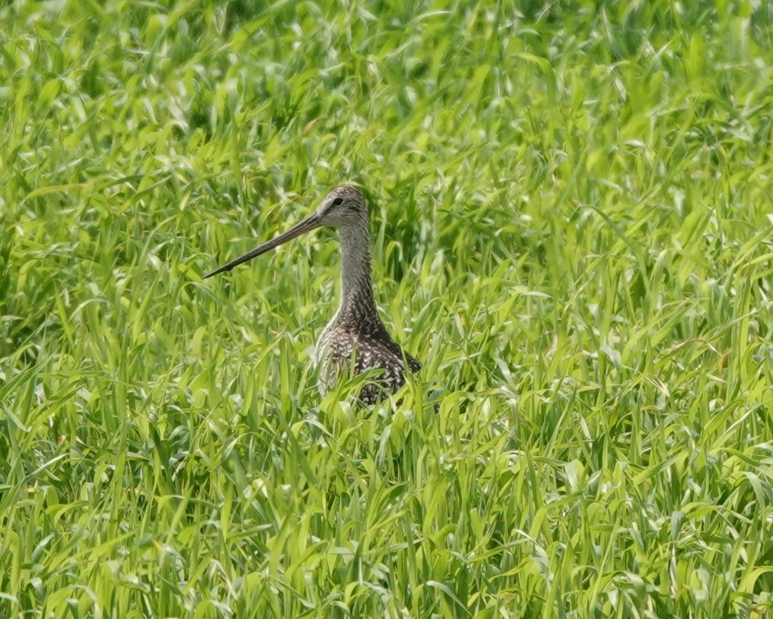 Marbled Godwit - ML621716337