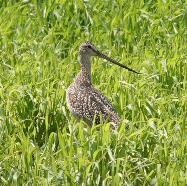 Marbled Godwit - ML621716339