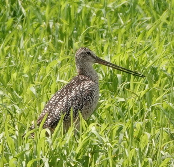 Marbled Godwit - ML621716340