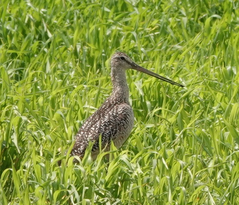 Marbled Godwit - ML621716341