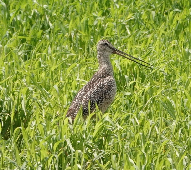 Marbled Godwit - ML621716342