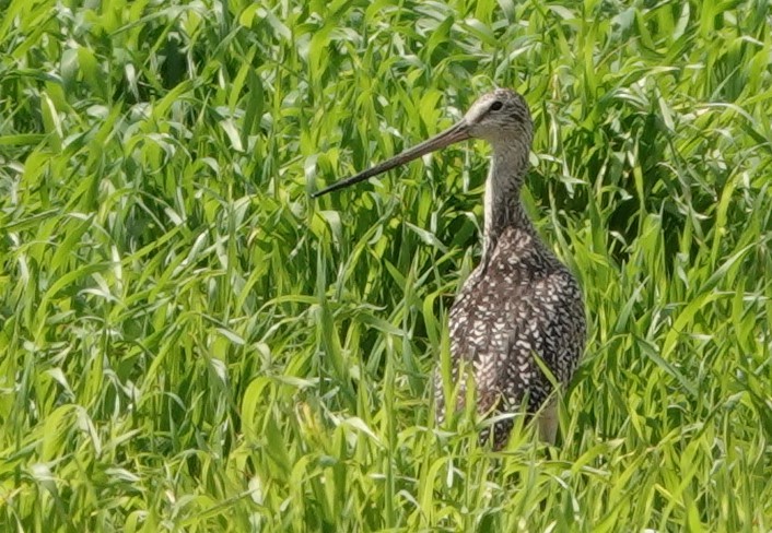 Marbled Godwit - ML621716349