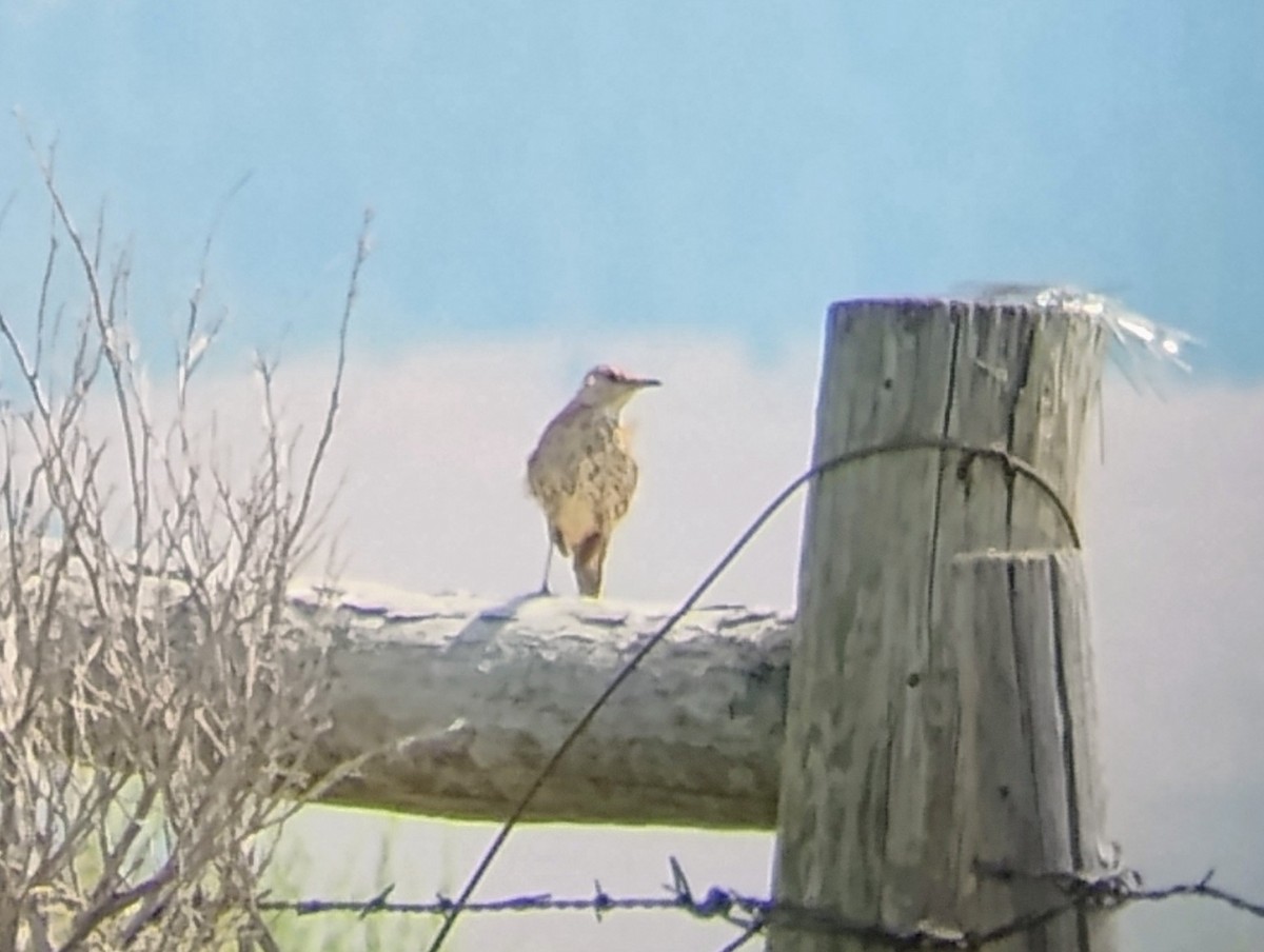 Sage Thrasher - ML621716385