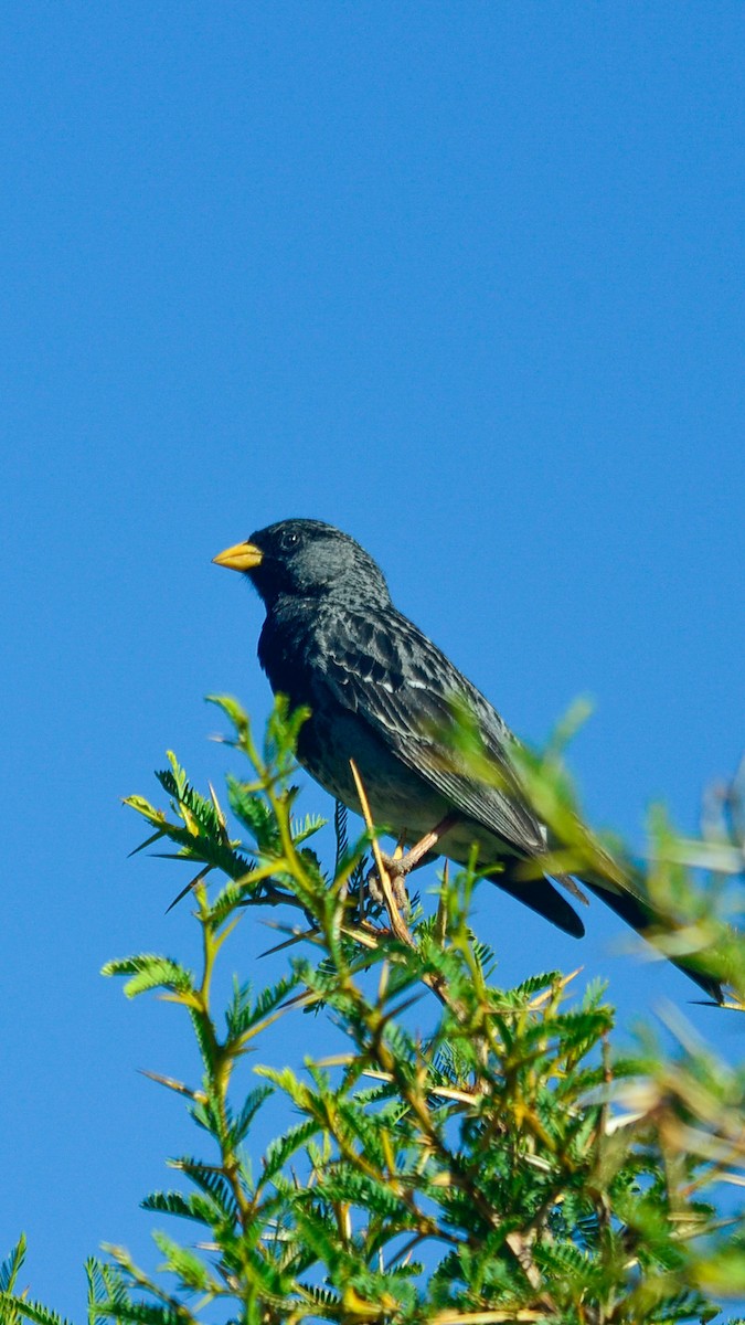 Mourning Sierra Finch - Juan Andrés Lozano