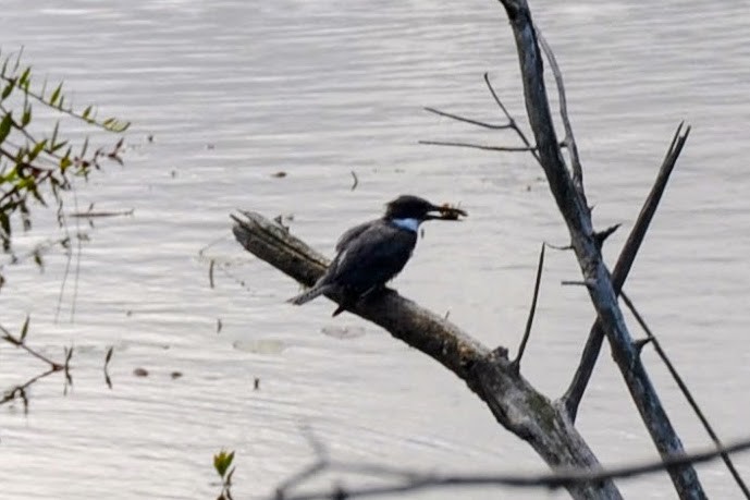 Belted Kingfisher - ML621716438