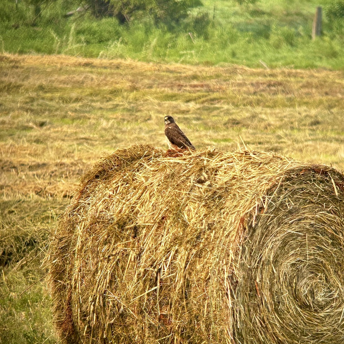 Swainson's Hawk - ML621716489