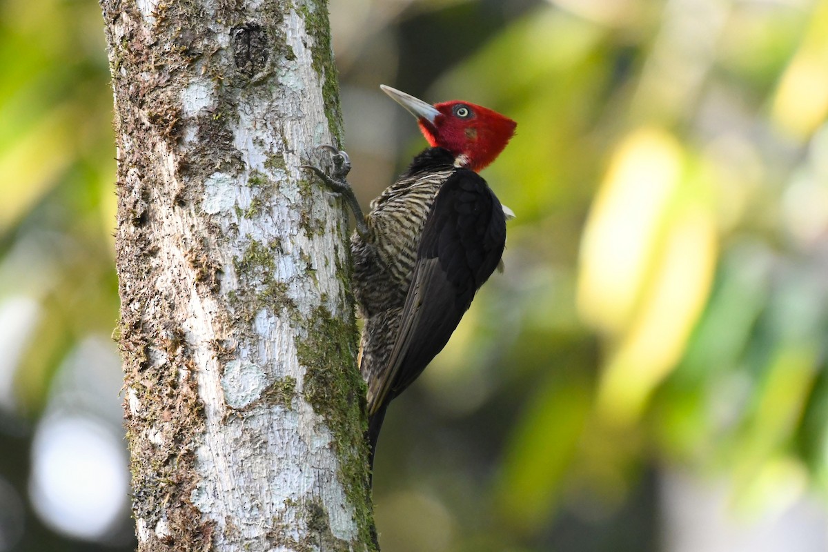 Pale-billed Woodpecker - ML621716501