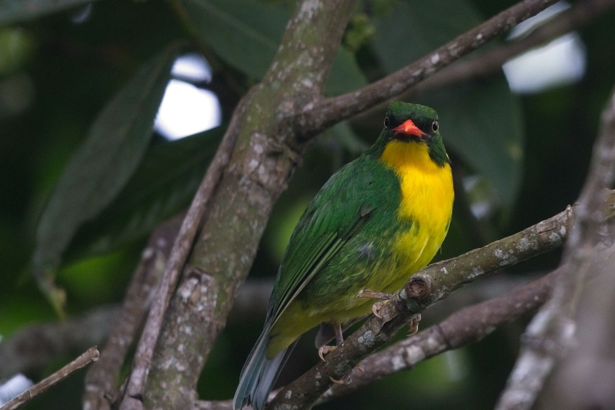 Golden-breasted Fruiteater - ML621716545