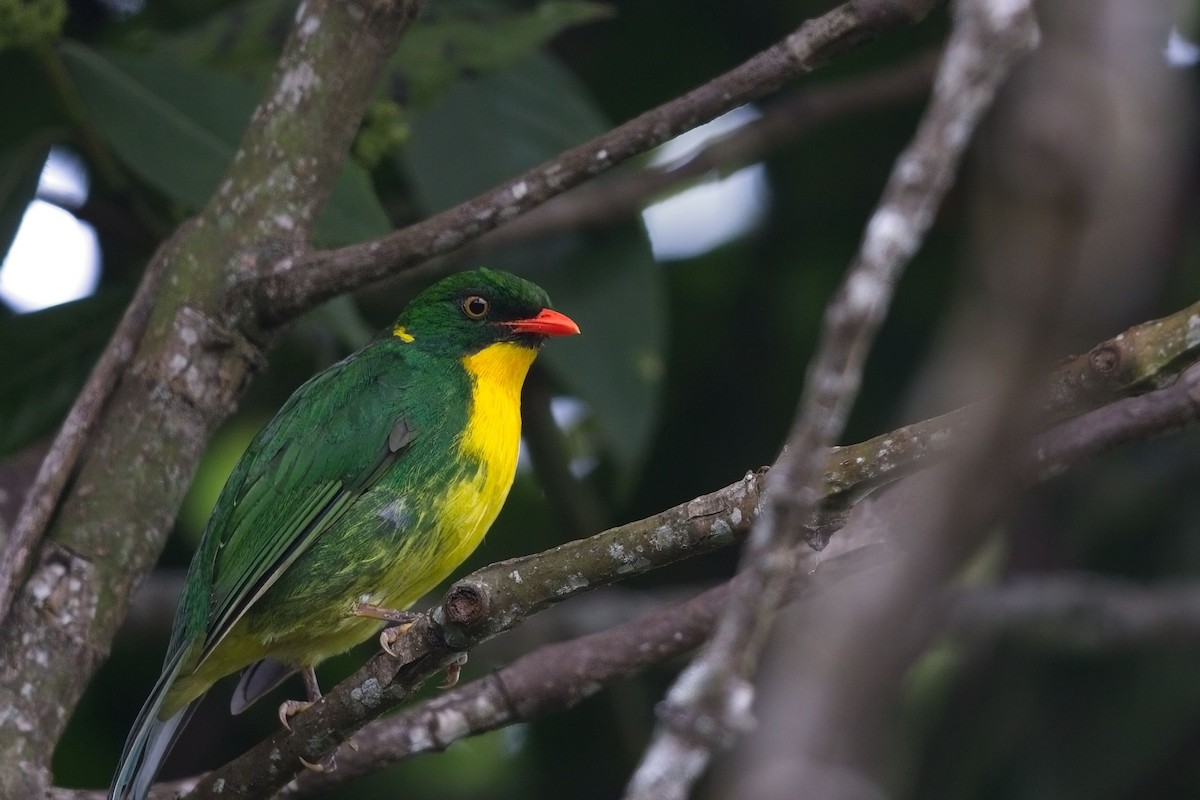 Golden-breasted Fruiteater - ML621716546