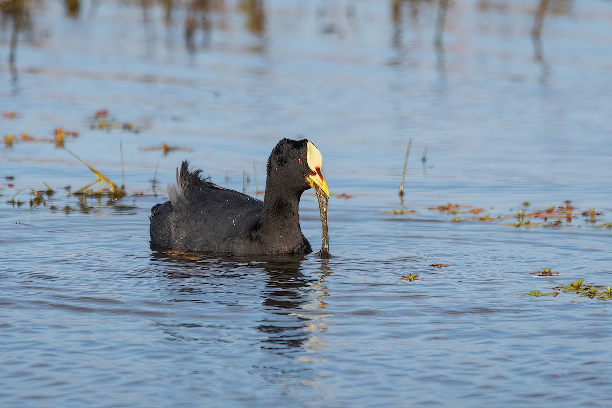 Red-gartered Coot - ML621716569