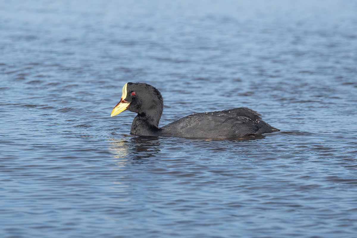 Red-gartered Coot - ML621716570