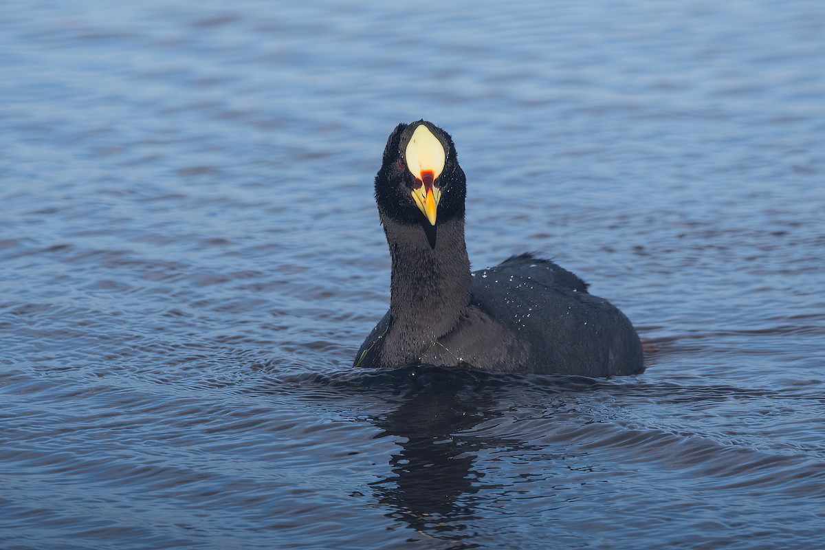 Red-gartered Coot - ML621716571