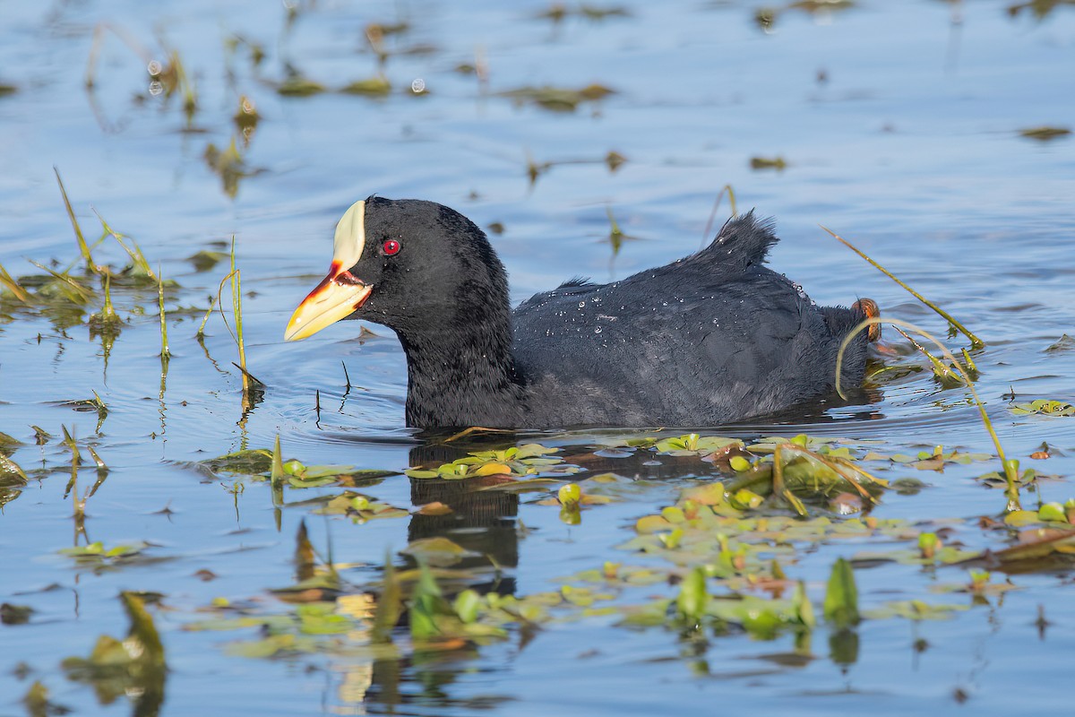 Red-gartered Coot - ML621716572