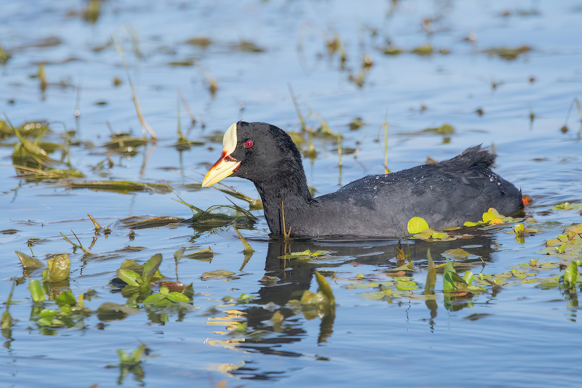 Red-gartered Coot - ML621716573