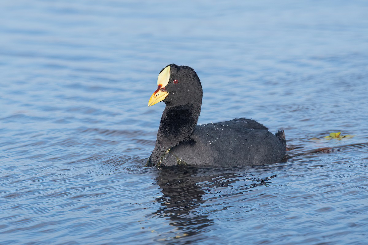 Red-gartered Coot - ML621716574