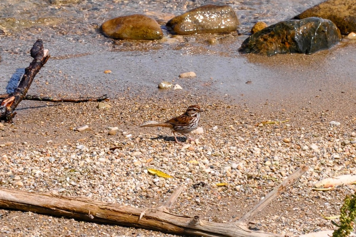 Song Sparrow - ML621716656