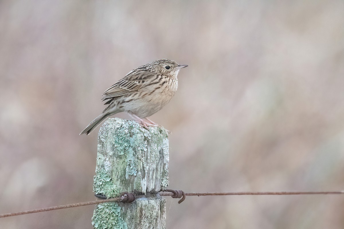 Hellmayr's Pipit - Raphael Kurz -  Aves do Sul