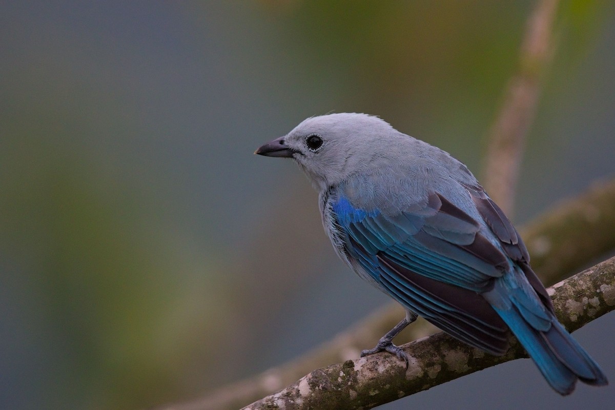 Blue-gray Tanager (Blue-gray) - Nathan Hood