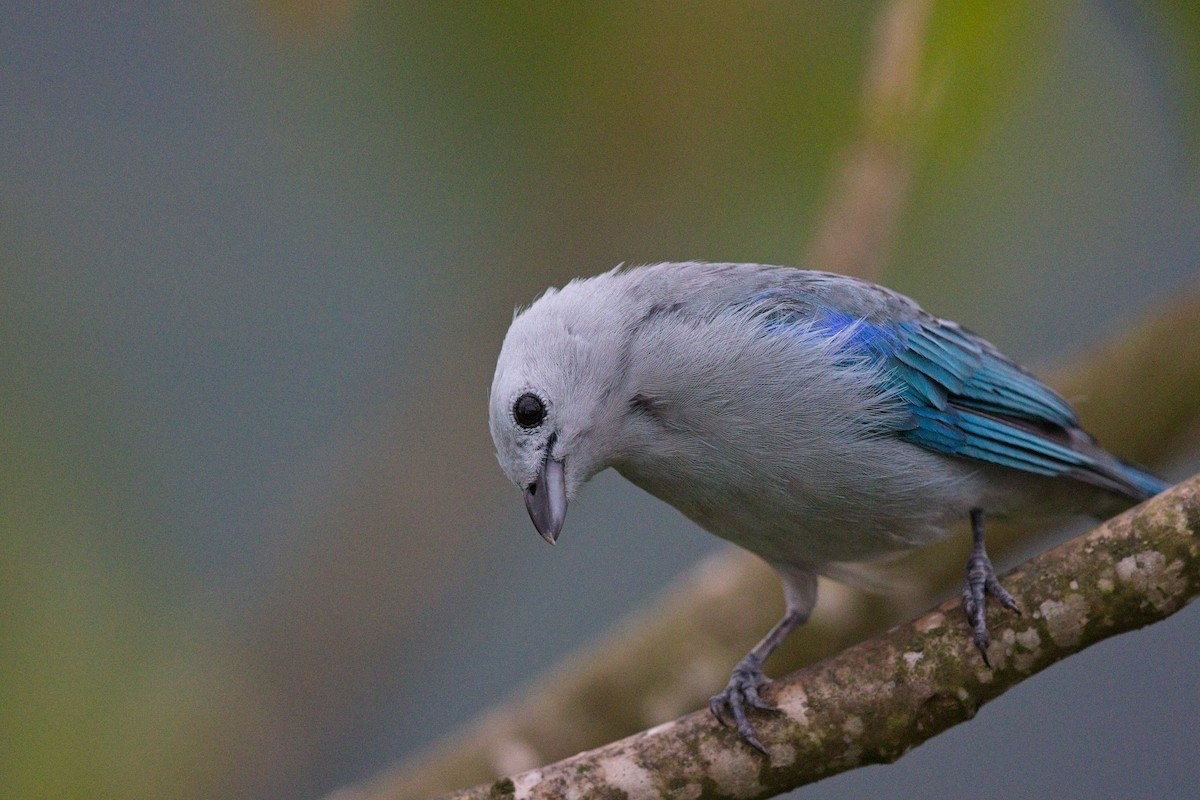 Blue-gray Tanager (Blue-gray) - Nathan Hood