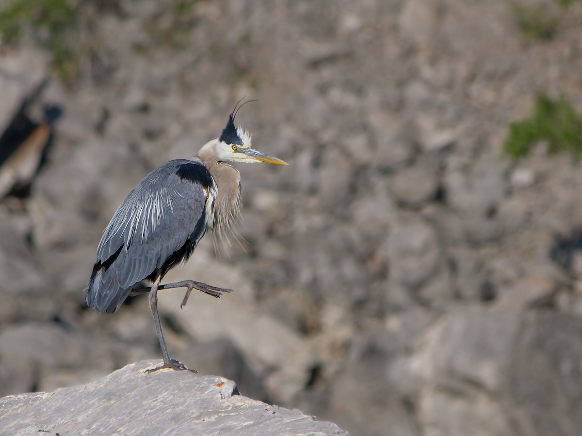 Great Blue Heron - ML621716714