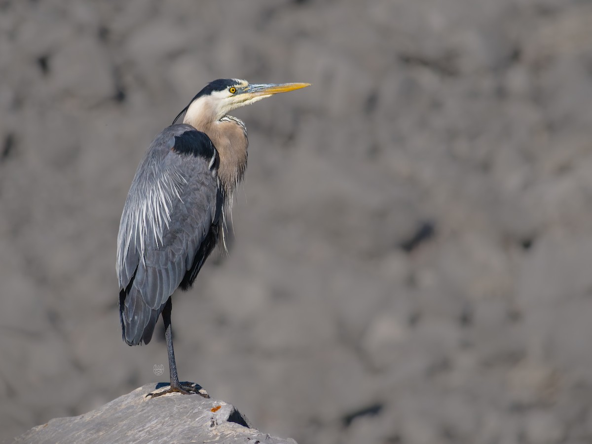 Great Blue Heron - ML621716715