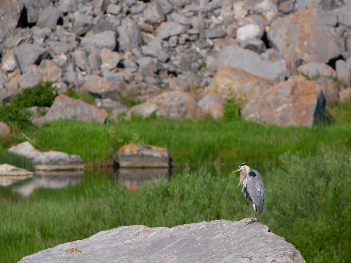 Great Blue Heron - ML621716717