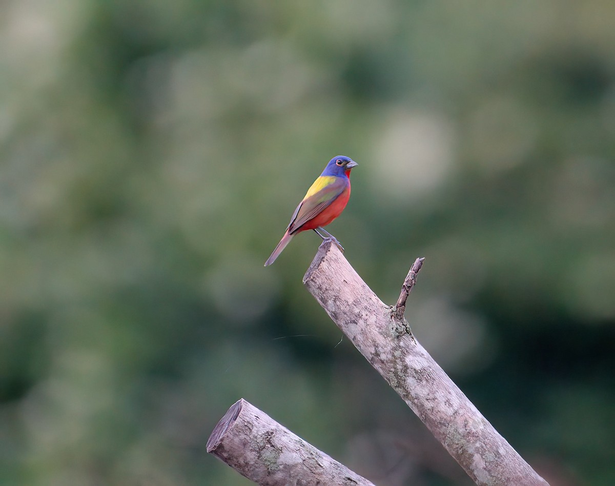 Painted Bunting - ML621716731