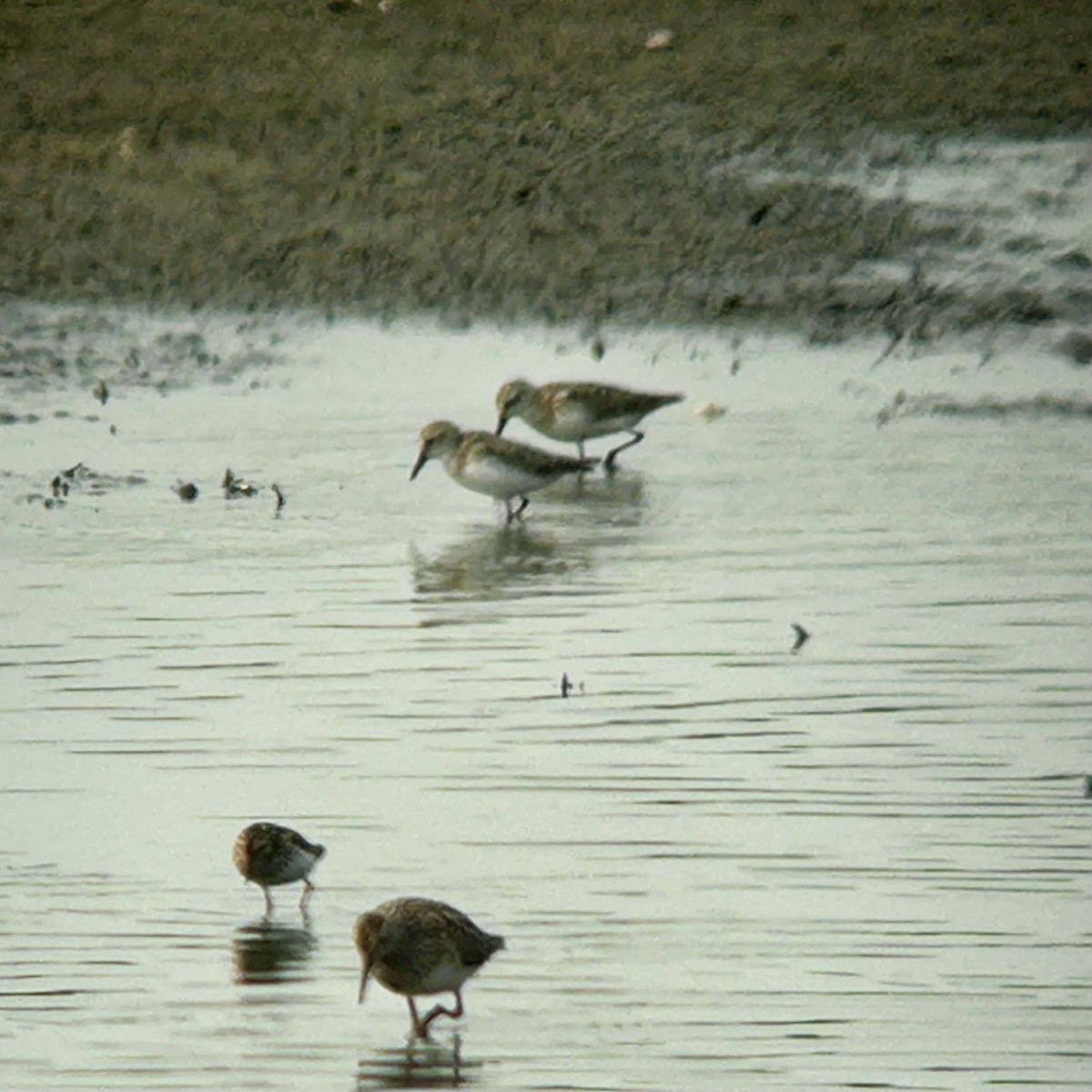 Semipalmated Sandpiper - ML621716861