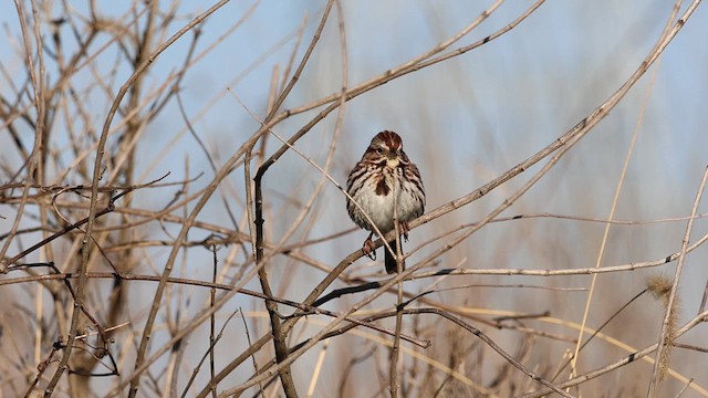 Song Sparrow - ML621716869