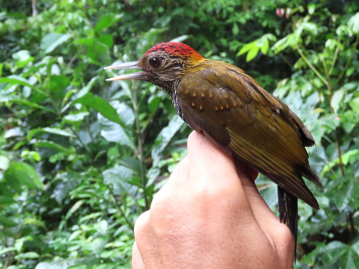 Golden-collared Woodpecker - ML621716902