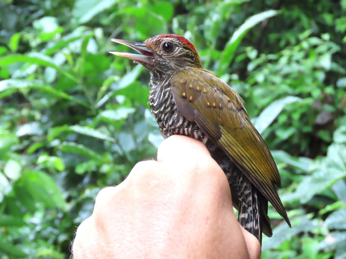 Golden-collared Woodpecker - ML621716904