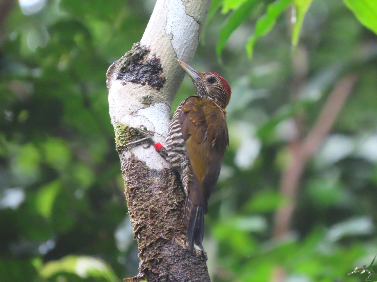 Golden-collared Woodpecker - ML621716908